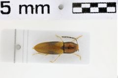 Foto (Dorsalansicht) von Triplonychoidus trivittatus (NHMW-ZOO-COL-0011198)